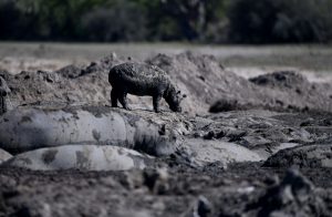 Hipopótamos atrapados en el lodo de estaques semisecos en Botsuana