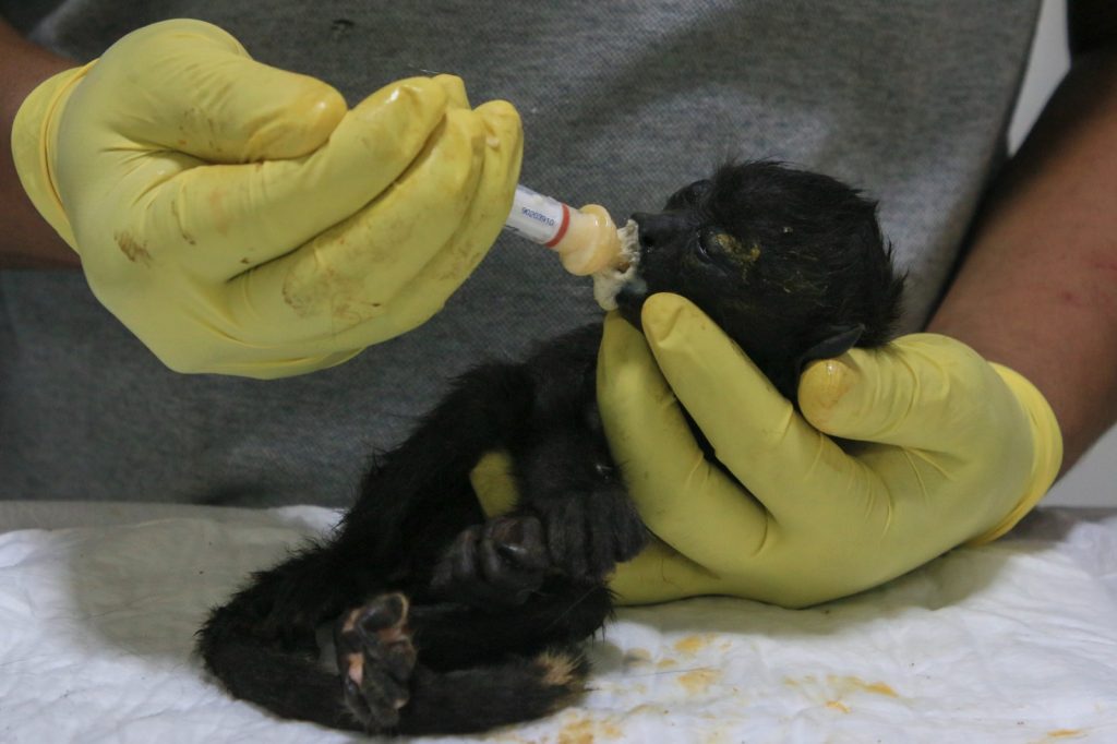 Las crías son las más vilnerables Foto: AFP