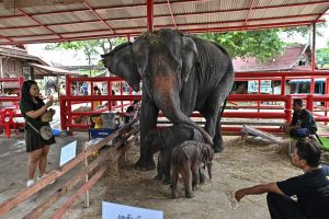 Inusual nacimiento de elefantes gemelos en Tailandia