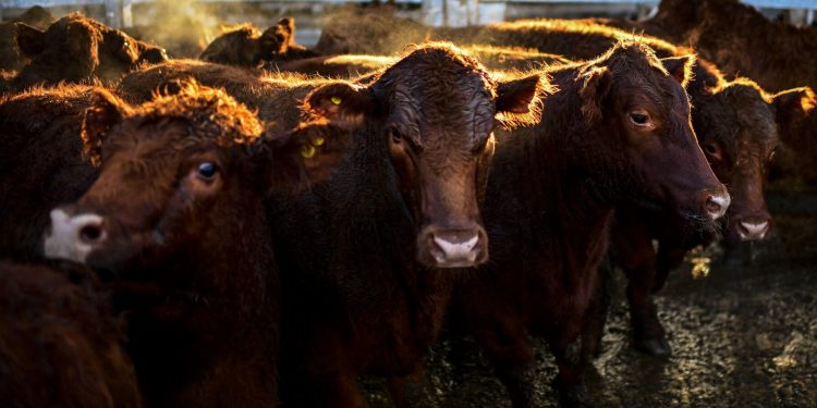 Un muerto y siete infectados en Costa Rica por gusano barrenador