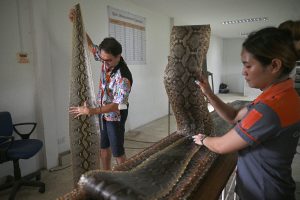 Carne de serpiente, una alternativa para una dieta rica en proteínas