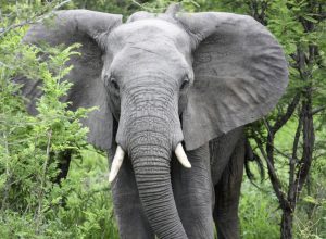 Un turista español muere en Sudáfrica pisoteado por un elefante