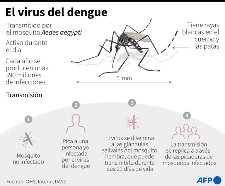 Esquema sobre el virus del dengue.