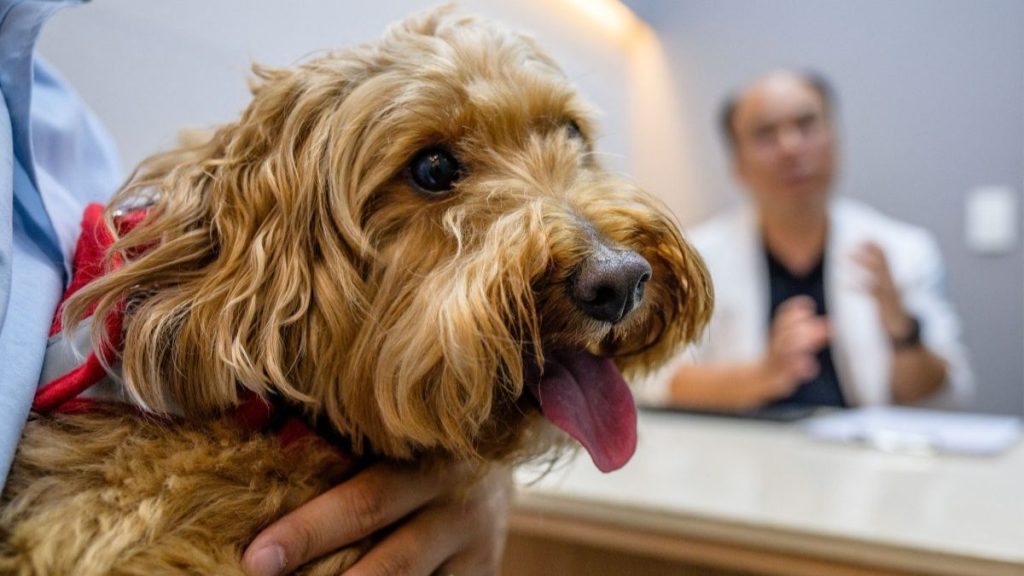 Veterinarios recurren a la inteligencia artificial para atender mascotas en Corea del Sur