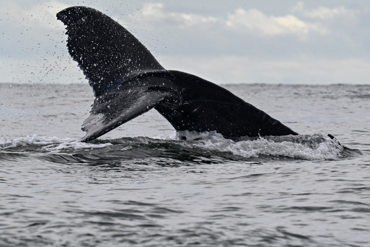 El ritmo de calentamiento de los océanos casi se duplicó desde 2005