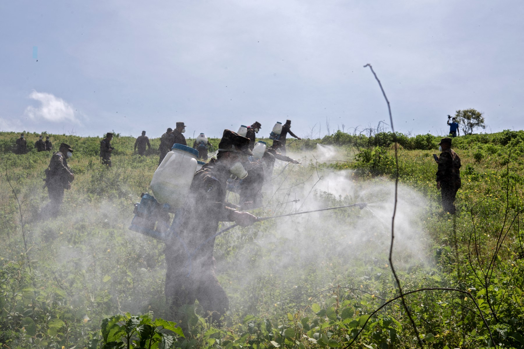 Emiten alerta por plaga de langostas en México y Centroamérica