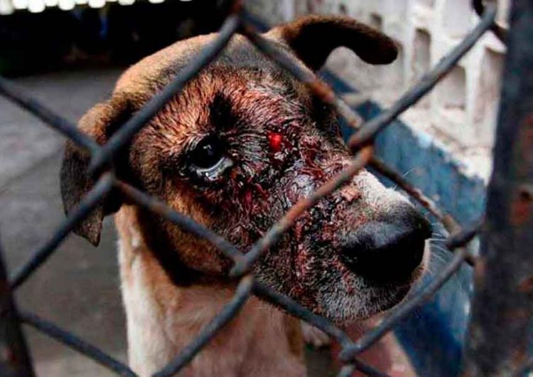 Puebla es segundo lugar en maltrato animal