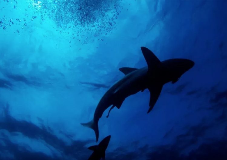 Muertes por ataque de tiburón aumentaron en 2020, pero los ataques disminuyeron