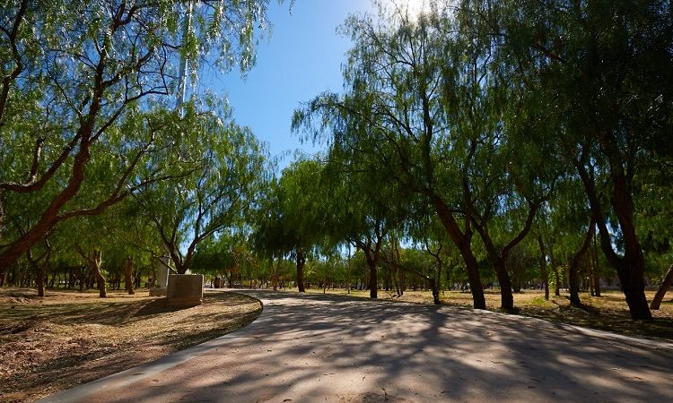 Anuncia MOS creación de nuevo bosque urbano en el Parque Rodolfo Landeros