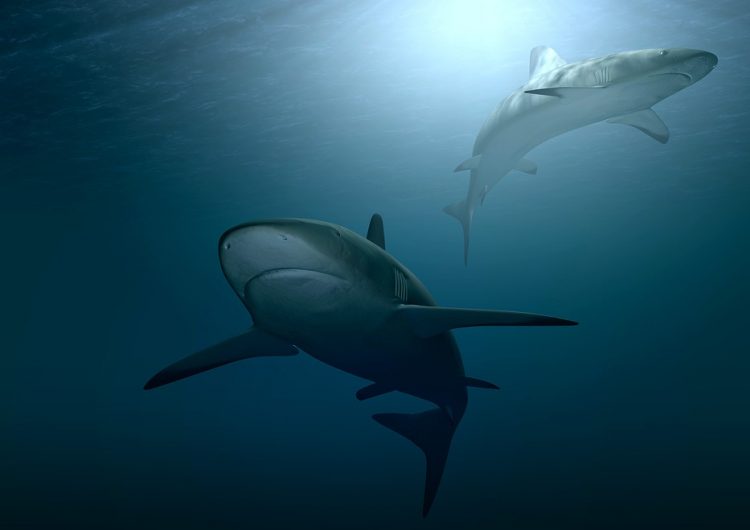 Los tiburones están desapareciendo debido al exceso de pesca mundial
