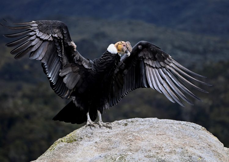 Colombia: indígenas y científicos se alían para salvar al cóndor de la extinción