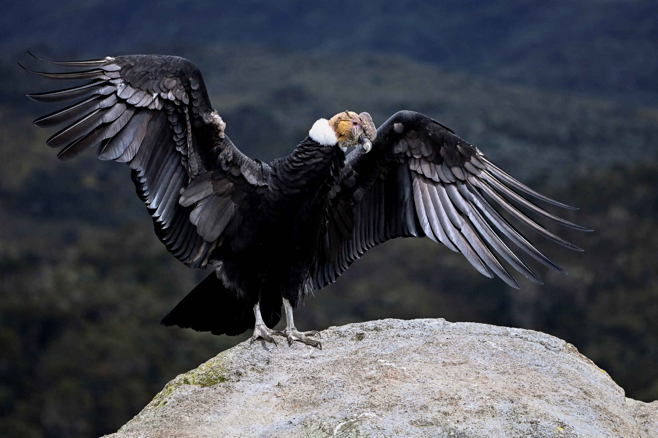 Una de las aves voladoras más grandes del mundo, el cóndor de los Andes está en peligro crítico de extinción. Foto: Luis Robayo/AFP