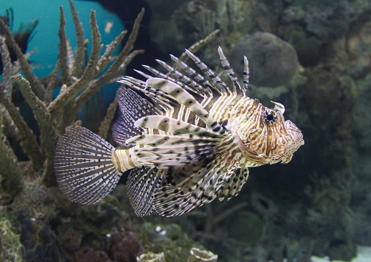 Especies exóticas invasoras, un riesgo latente para los ecosistemas mexicanos
