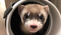 Logran clonar un hurón de patas negras que murió hace 30 años