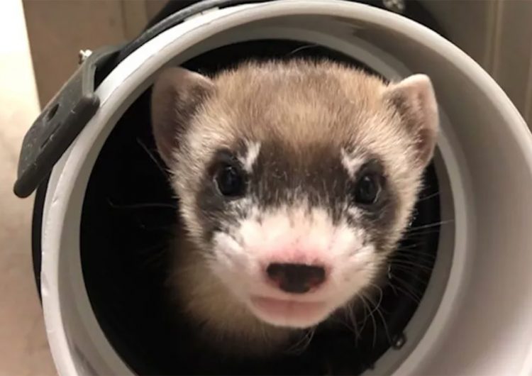 Logran clonar un hurón de patas negras que murió hace 30 años