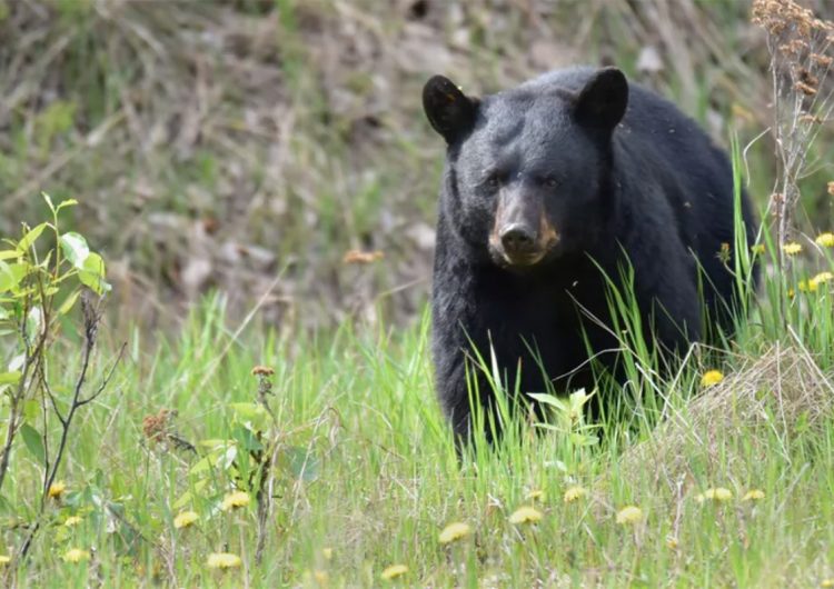 Oso oculto en una letrina muerde a una mujer que usaba el retrete