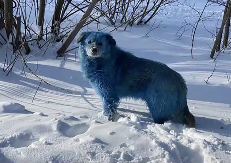Organizaciones protectoras levantan la voz por los perros azules de Rusia