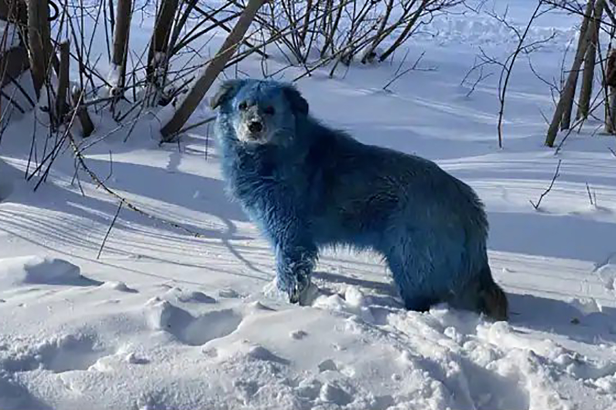 Los perros de Dzerzhinsk se suman a otras apariciones de animales con colores inusuales. Foto: @priyabalu_2000