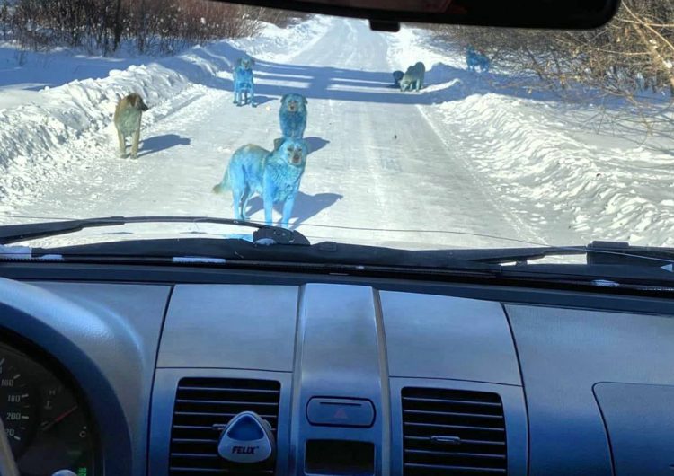 ¿Perros azules vagando cerca de una planta química abandonada? Esto es lo que sabemos