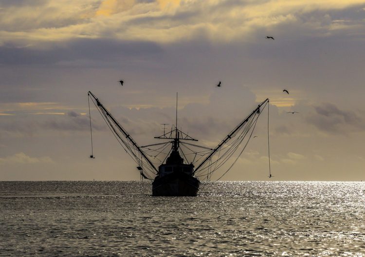 Pesca en México: rezagos y poco análisis de impacto a las especies marinas