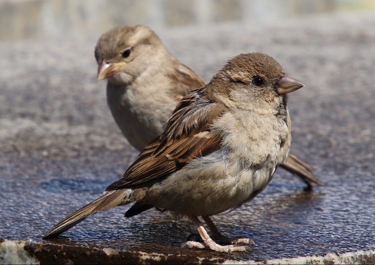 La contaminación acústica deteriora la inteligencia de los pájaros
