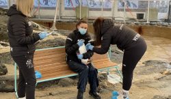 En Noruega, los pingüinos papúa también se vacunan
