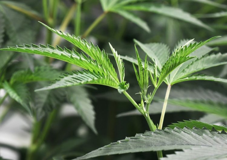 Nueva York promulga la legalización de la marihuana
