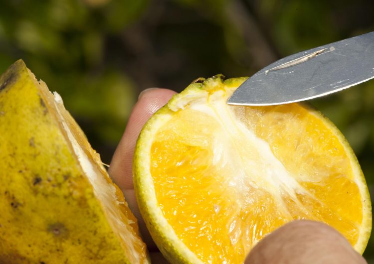 Inspectores de B.C. y EE. UU. combatirán plagas en las frutas de la región