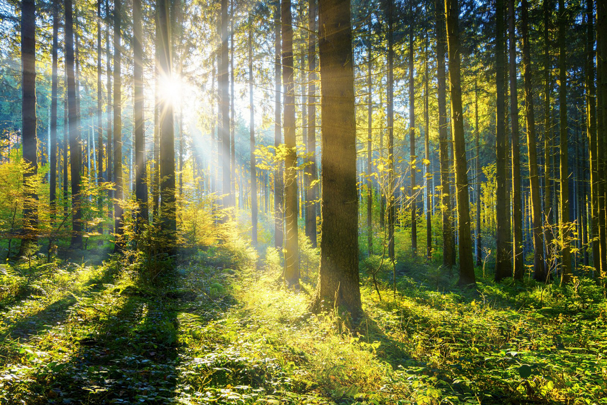 La propuesta de Herland Forest para que los restos regresen a la naturaleza es la reducción orgánica natural. Foto: iStock