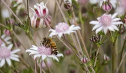Picaduras de abejas causan más hospitalizaciones que ataques de serpientes y arañas