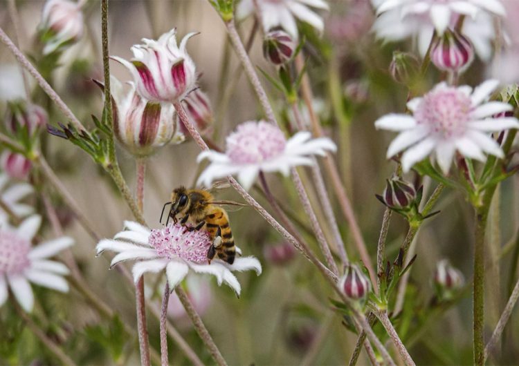 Picaduras de abejas causan más hospitalizaciones que ataques de serpientes y arañas