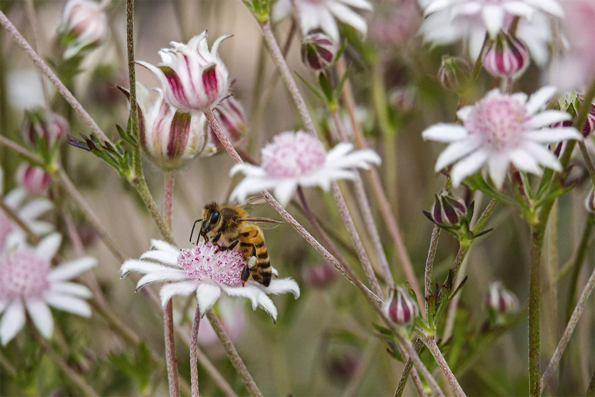Si nunca te ha picado una abeja, no vas a tener una reacción alérgica, explica un especialista. Foto: Brook Mitchell/Getty