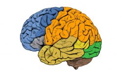 Así es como los humanos desarrollan cerebros más grandes que otros simios