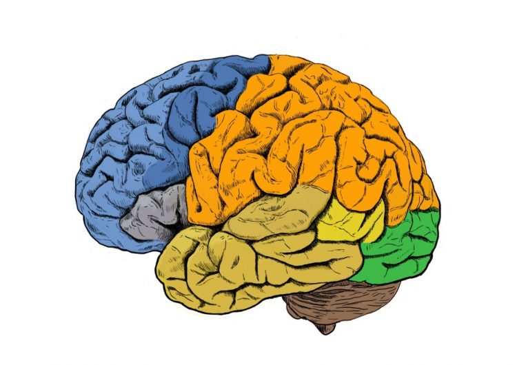 Así es como los humanos desarrollan cerebros más grandes que otros simios