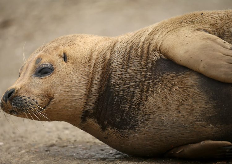 ‘Freddie’, la foca que sobrevivió a cuatro incidentes, muere tras ser mordida por un perro