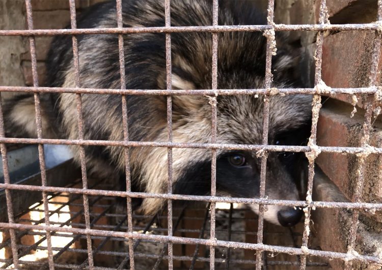Activistas denuncian granja de pieles china donde los perros mapache son electrocutados