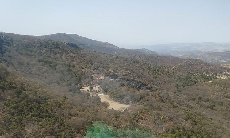 Sofocan incendio forestal en la Sierra Fría