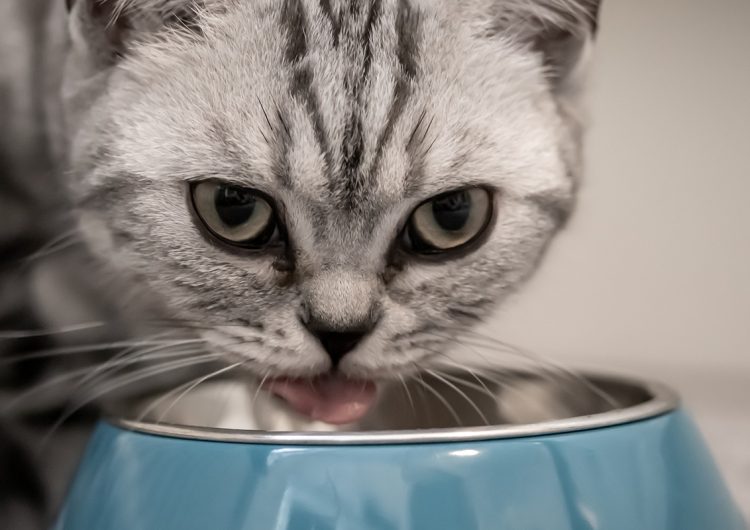 25 alimentos que nunca debes de darle a tu gato