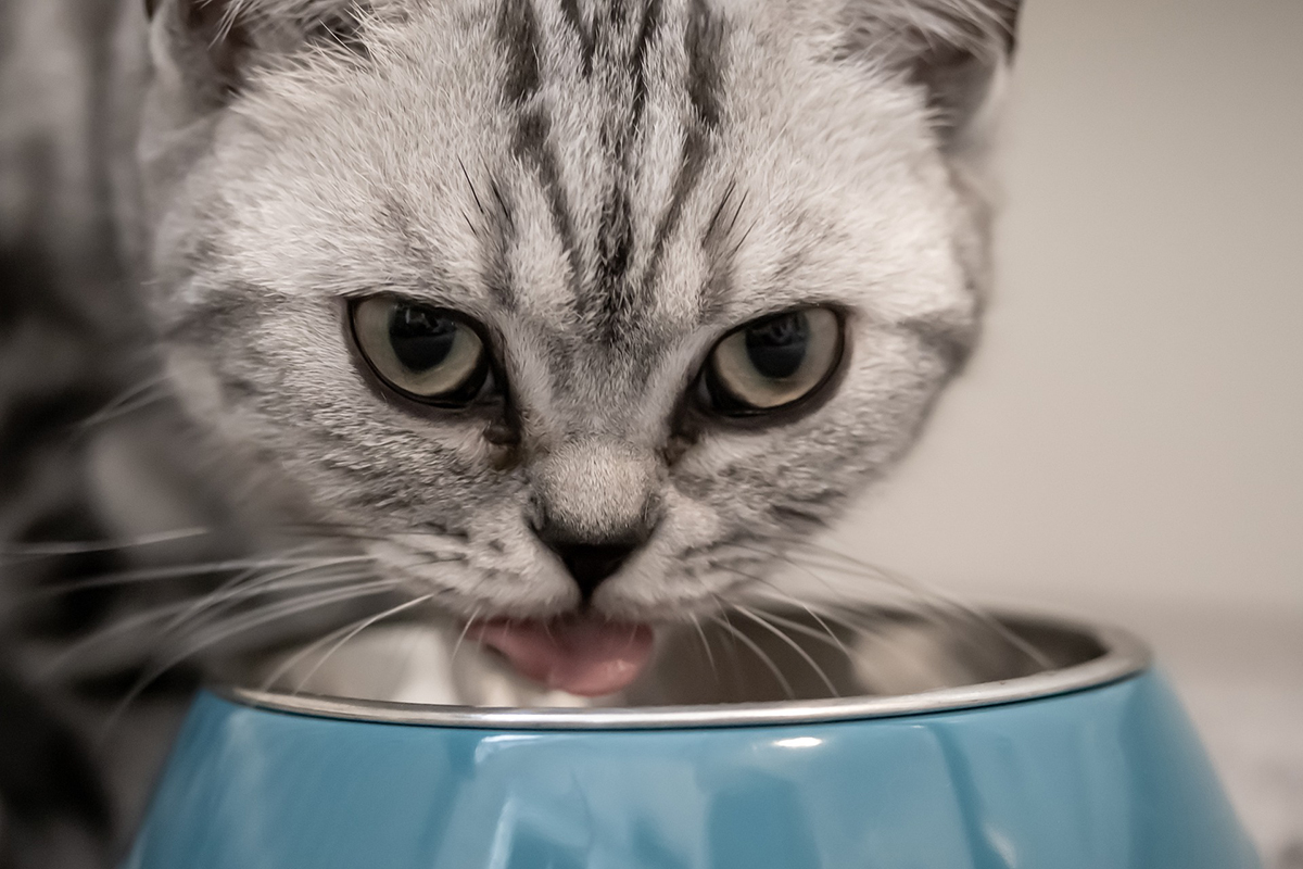 Muchos alimentos de humanos son mortales para los gatos. Foto: Birgl/Pixabay