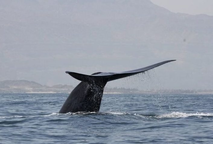 Una ballena azul del noroeste del Océano Índico se lanza a bucear en la costa del Mar Arábigo de Omán. (Foto: Archivo / ROBERT BALDWIN/ENVIRONMENT SOCIETY OF OMAN)