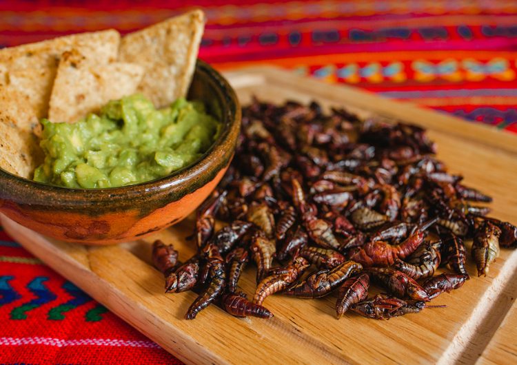 Insectos comestibles, los alimentos milenarios de la dieta mexicana