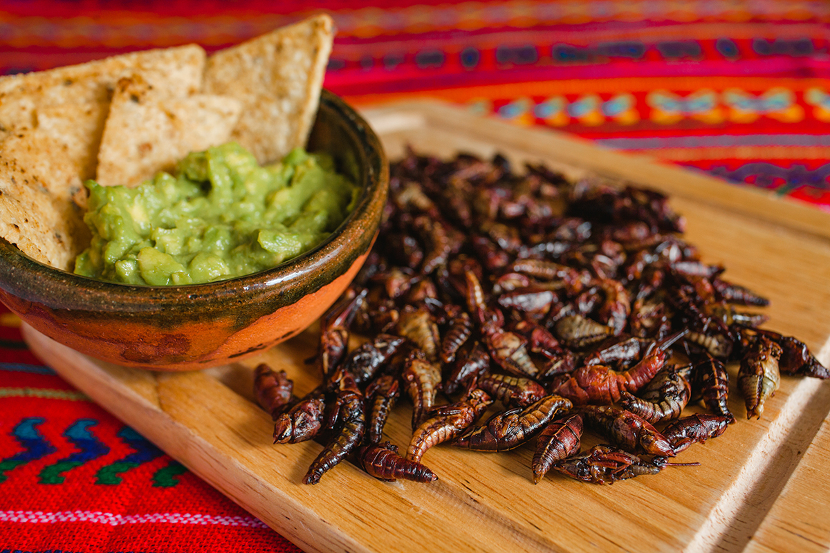 El consumo de insectos comestibles ha sido parte importante de la dieta mexicana. Cuenta con registros históricos documentados en el Códice Floren-tino (1585), en el que se describen hasta 96 especies. Foto: Adobe Stock