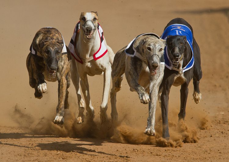 Perro galgo gana una carrera… pero luego se descubre que estaba drogado con metanfetamina
