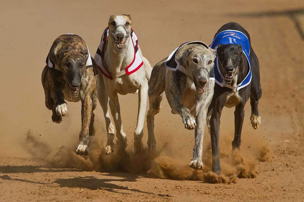 Archivo. Vista general de una carrera, cuando los perros entran a la recta final. Foto: Adobe Stock