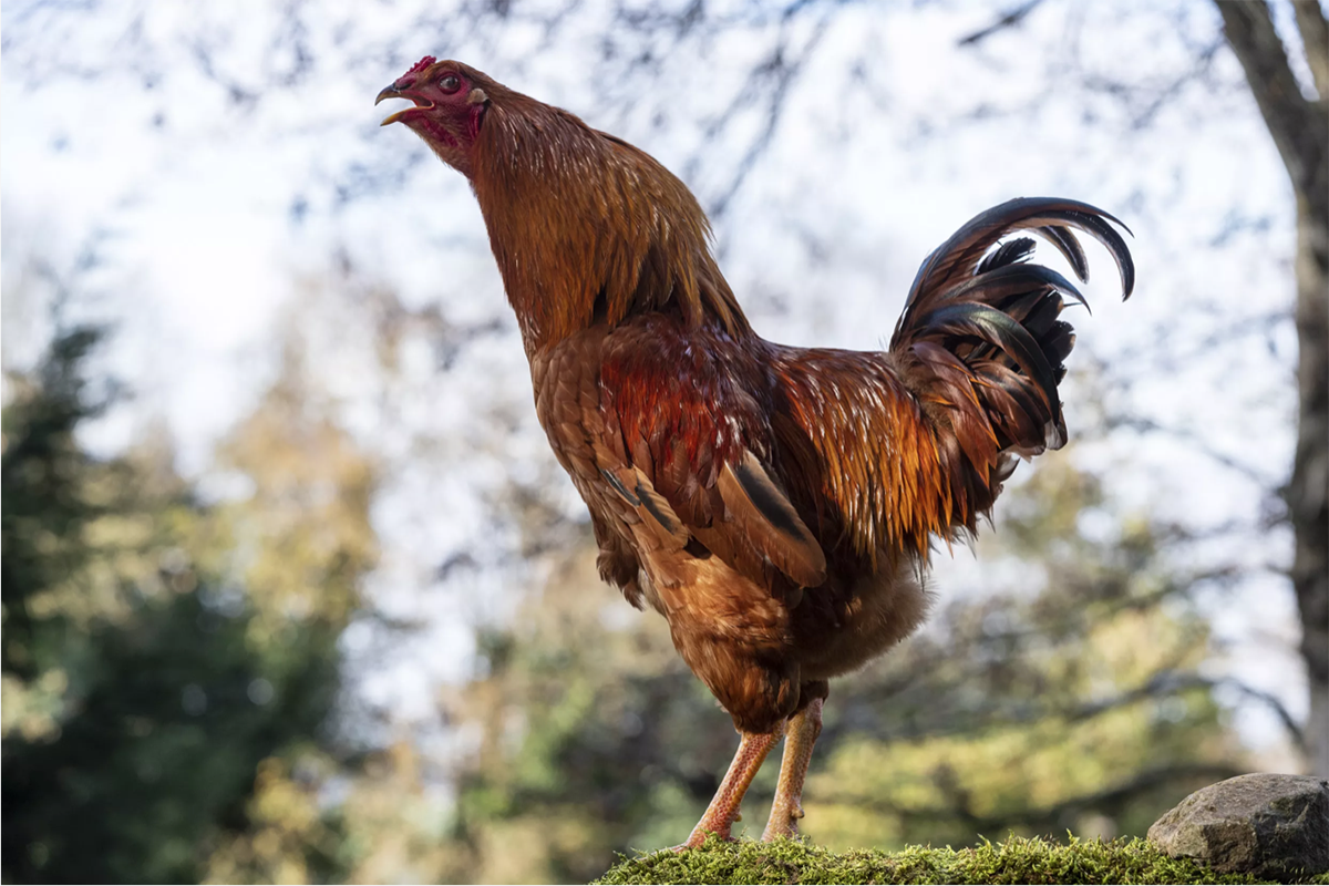 En el video, un pollo, similar al que está aquí, persigue a un perro por un jardín. Foto: Xurxo Lobato/Getty Images