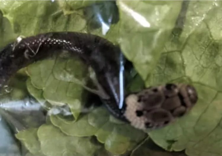 Víbora venenosa es hallada viva en una bolsa de lechuga de supermercado