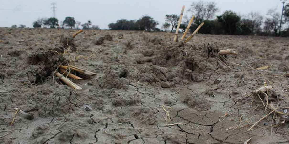 Sufren sequía 86 municipios en Puebla