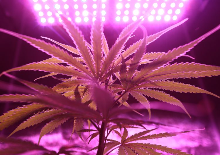 Continúa pleito legal para la aplicación del uso medicinal de cannabis en BC