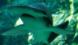Los tiburones usan campos magnéticos para orientarse
