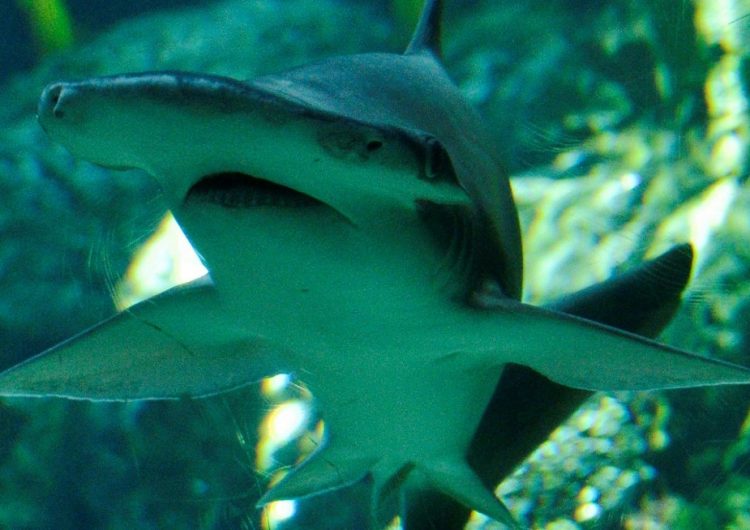 Los tiburones usan campos magnéticos para orientarse